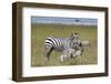 Common Zebra (Equus Quagga) Fighting, Masai Mara National Reserve, Kenya, East Africa, Africa-Sergio Pitamitz-Framed Photographic Print