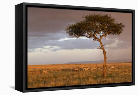 Common Zebra (Equus quagga) herd, Masai Mara National Reserve-Bernd Rohrschneider-Framed Stretched Canvas