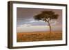 Common Zebra (Equus quagga) herd, Masai Mara National Reserve-Bernd Rohrschneider-Framed Photographic Print