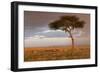 Common Zebra (Equus quagga) herd, Masai Mara National Reserve-Bernd Rohrschneider-Framed Photographic Print