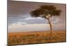 Common Zebra (Equus quagga) herd, Masai Mara National Reserve-Bernd Rohrschneider-Mounted Photographic Print