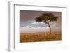 Common Zebra (Equus quagga) herd, Masai Mara National Reserve-Bernd Rohrschneider-Framed Photographic Print