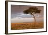 Common Zebra (Equus quagga) herd, Masai Mara National Reserve-Bernd Rohrschneider-Framed Photographic Print