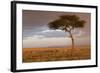 Common Zebra (Equus quagga) herd, Masai Mara National Reserve-Bernd Rohrschneider-Framed Photographic Print