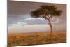 Common Zebra (Equus quagga) herd, Masai Mara National Reserve-Bernd Rohrschneider-Mounted Photographic Print