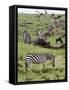 Common Zebra (Equus Quagga), Masai Mara, Kenya, East Africa, Africa-Sergio Pitamitz-Framed Stretched Canvas