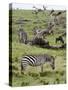 Common Zebra (Equus Quagga), Masai Mara, Kenya, East Africa, Africa-Sergio Pitamitz-Stretched Canvas