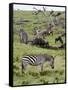 Common Zebra (Equus Quagga), Masai Mara, Kenya, East Africa, Africa-Sergio Pitamitz-Framed Stretched Canvas