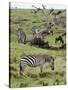 Common Zebra (Equus Quagga), Masai Mara, Kenya, East Africa, Africa-Sergio Pitamitz-Stretched Canvas