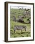 Common Zebra (Equus Quagga), Masai Mara, Kenya, East Africa, Africa-Sergio Pitamitz-Framed Photographic Print