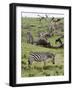 Common Zebra (Equus Quagga), Masai Mara, Kenya, East Africa, Africa-Sergio Pitamitz-Framed Photographic Print