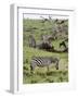 Common Zebra (Equus Quagga), Masai Mara, Kenya, East Africa, Africa-Sergio Pitamitz-Framed Photographic Print