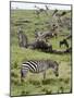 Common Zebra (Equus Quagga), Masai Mara, Kenya, East Africa, Africa-Sergio Pitamitz-Mounted Photographic Print