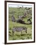 Common Zebra (Equus Quagga), Masai Mara, Kenya, East Africa, Africa-Sergio Pitamitz-Framed Photographic Print