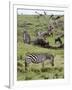 Common Zebra (Equus Quagga), Masai Mara, Kenya, East Africa, Africa-Sergio Pitamitz-Framed Photographic Print