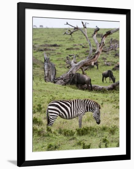 Common Zebra (Equus Quagga), Masai Mara, Kenya, East Africa, Africa-Sergio Pitamitz-Framed Photographic Print