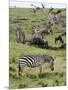 Common Zebra (Equus Quagga), Masai Mara, Kenya, East Africa, Africa-Sergio Pitamitz-Mounted Photographic Print