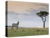 Common Zebra (Equus Quagga), Masai Mara National Reserve, Kenya, East Africa, Africa-Sergio Pitamitz-Stretched Canvas