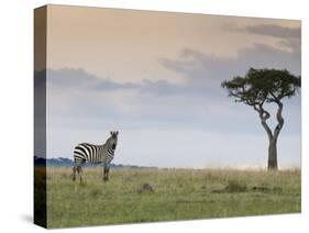 Common Zebra (Equus Quagga), Masai Mara National Reserve, Kenya, East Africa, Africa-Sergio Pitamitz-Stretched Canvas