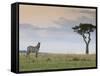 Common Zebra (Equus Quagga), Masai Mara National Reserve, Kenya, East Africa, Africa-Sergio Pitamitz-Framed Stretched Canvas