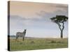 Common Zebra (Equus Quagga), Masai Mara National Reserve, Kenya, East Africa, Africa-Sergio Pitamitz-Stretched Canvas