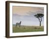 Common Zebra (Equus Quagga), Masai Mara National Reserve, Kenya, East Africa, Africa-Sergio Pitamitz-Framed Photographic Print