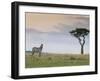 Common Zebra (Equus Quagga), Masai Mara National Reserve, Kenya, East Africa, Africa-Sergio Pitamitz-Framed Photographic Print