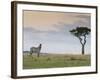 Common Zebra (Equus Quagga), Masai Mara National Reserve, Kenya, East Africa, Africa-Sergio Pitamitz-Framed Photographic Print