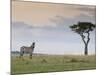 Common Zebra (Equus Quagga), Masai Mara National Reserve, Kenya, East Africa, Africa-Sergio Pitamitz-Mounted Photographic Print