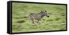 Common Zebra Foal Running (Equus Quagga) Etosha Np, Namibia, Digitally Enhanced-Tony Heald-Framed Stretched Canvas