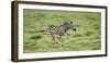 Common Zebra Foal Running (Equus Quagga) Etosha Np, Namibia, Digitally Enhanced-Tony Heald-Framed Photographic Print