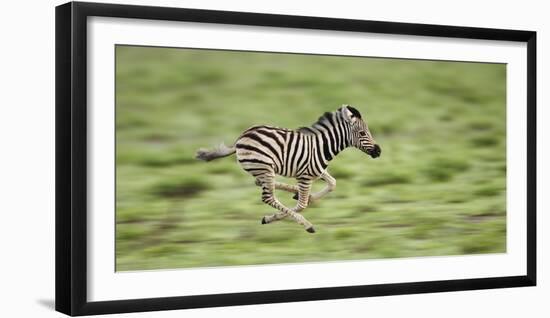 Common Zebra Foal Running (Equus Quagga) Etosha Np, Namibia, Digitally Enhanced-Tony Heald-Framed Photographic Print