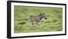 Common Zebra Foal Running (Equus Quagga) Etosha Np, Namibia, Digitally Enhanced-Tony Heald-Framed Photographic Print