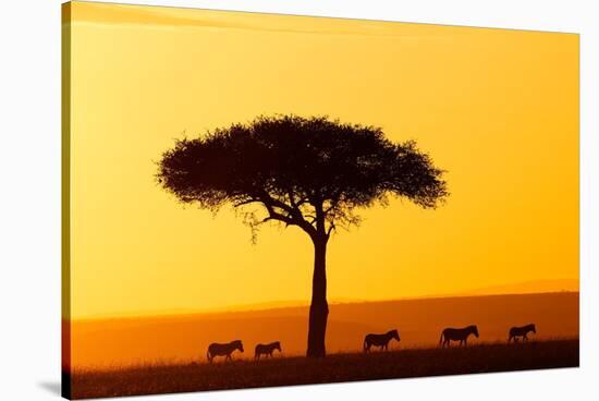 Common zebra group at sunrise in savannah, Kenya-Eric Baccega-Stretched Canvas