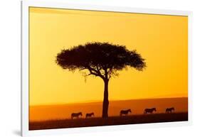 Common zebra group at sunrise in savannah, Kenya-Eric Baccega-Framed Photographic Print