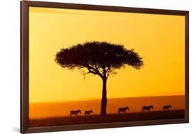 Common zebra group at sunrise in savannah, Kenya-Eric Baccega-Framed Photographic Print