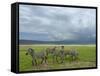 Common Zebra Group, Ngorongoro Crater, Tanzania-Edwin Giesbers-Framed Stretched Canvas