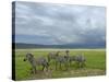 Common Zebra Group, Ngorongoro Crater, Tanzania-Edwin Giesbers-Stretched Canvas