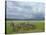 Common Zebra Group, Ngorongoro Crater, Tanzania-Edwin Giesbers-Stretched Canvas