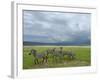 Common Zebra Group, Ngorongoro Crater, Tanzania-Edwin Giesbers-Framed Photographic Print