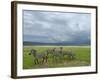 Common Zebra Group, Ngorongoro Crater, Tanzania-Edwin Giesbers-Framed Photographic Print