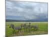 Common Zebra Group, Ngorongoro Crater, Tanzania-Edwin Giesbers-Mounted Photographic Print