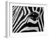 Common Zebra, Kapama Game Reserve, South Africa-Sergio Pitamitz-Framed Photographic Print