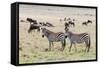 Common zebra, Maasai Mara National Reserve, Kenya-Nico Tondini-Framed Stretched Canvas