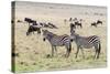 Common zebra, Maasai Mara National Reserve, Kenya-Nico Tondini-Stretched Canvas