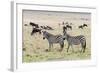 Common zebra, Maasai Mara National Reserve, Kenya-Nico Tondini-Framed Photographic Print