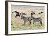 Common zebra, Maasai Mara National Reserve, Kenya-Nico Tondini-Framed Photographic Print