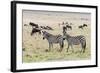 Common zebra, Maasai Mara National Reserve, Kenya-Nico Tondini-Framed Photographic Print