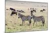 Common zebra, Maasai Mara National Reserve, Kenya-Nico Tondini-Mounted Photographic Print