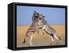 Common Zebra Males Fighting, Etosha National Park, Namibia-Tony Heald-Framed Stretched Canvas